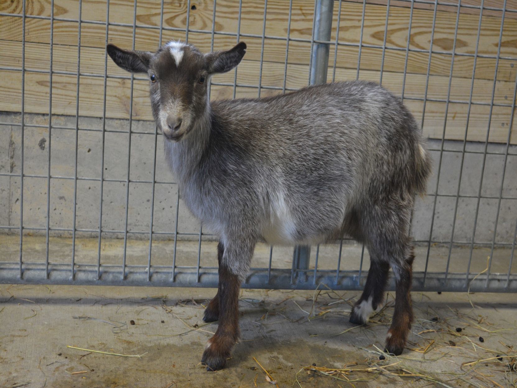 Last week's pet, still available: Merida